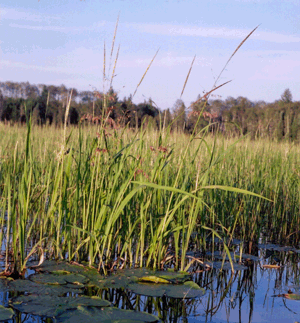 Image shows stalks of wild rice and lily pads.